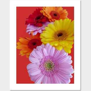 Gerberas Floral Photo Posters and Art